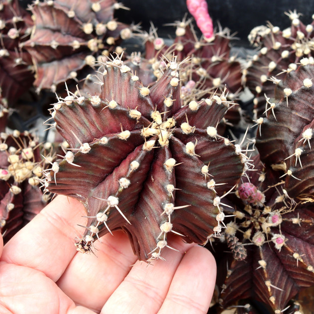 Gymnocalycium mihanovichii f. variegata 'Black Widow' [2.5-3"] [bare root]