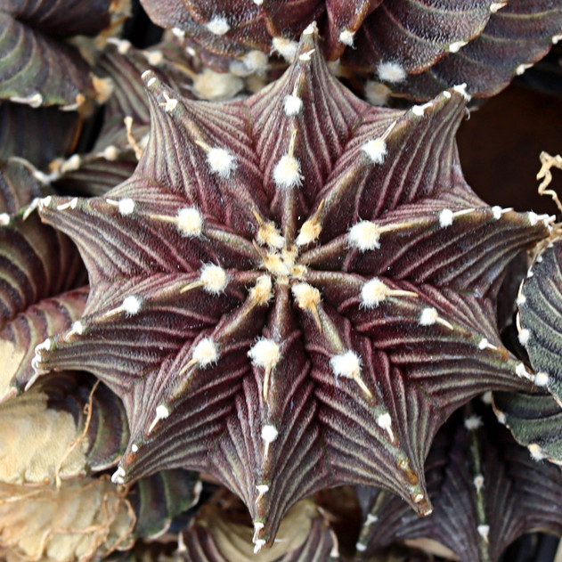 Gymnocalycium friedrichii VOS 1241 Premium [1.5-2"] [bare root]