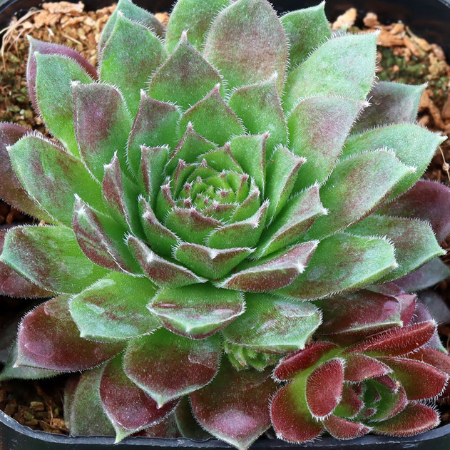 Sempervivum Colorockz® 'Coral Red'