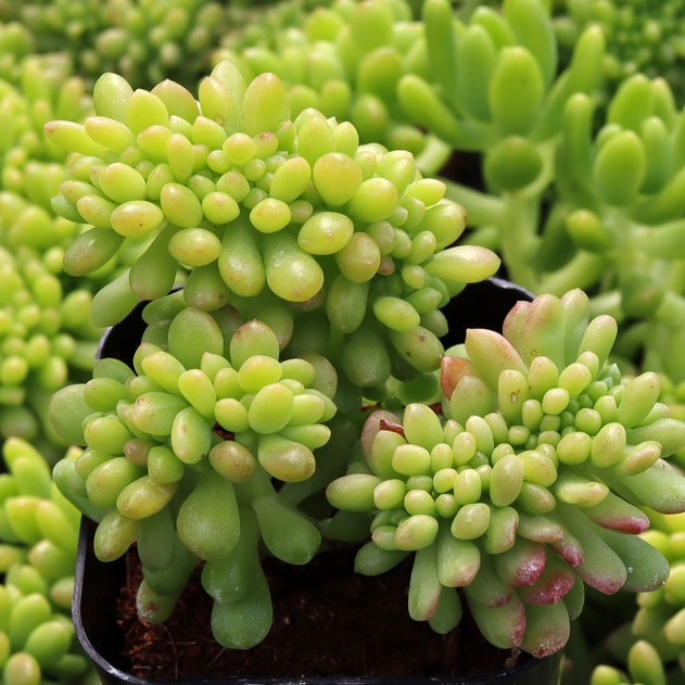 Sedum 'Crested Vanessa'