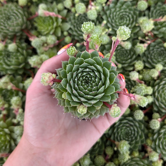 Sempervivum 'Duke of Windsor' - Size