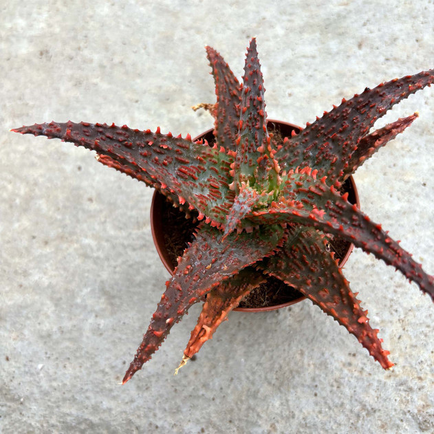 Aloe 'Viper' [large]