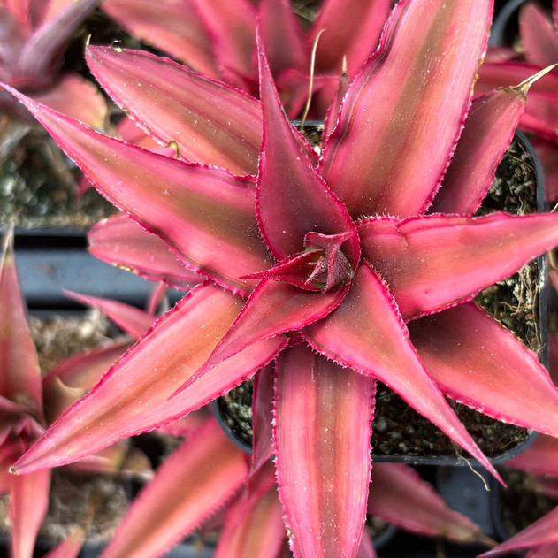 Cryptanthus 'Ruby Red'