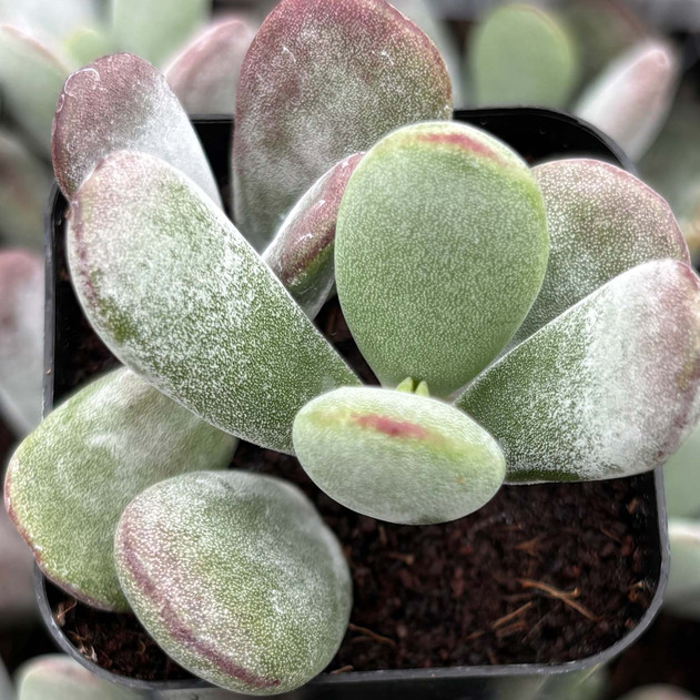 Cotyledon higginsae