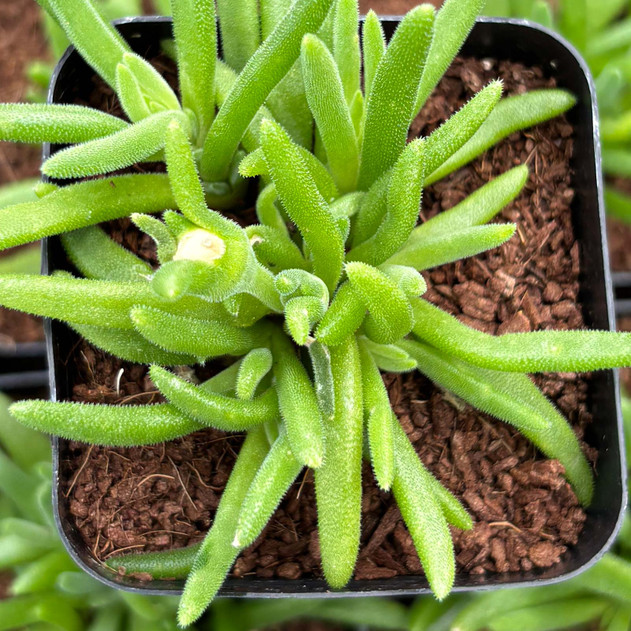 Delosperma Royal Ranger White