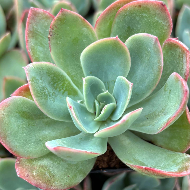 Echeveria 'Violet'