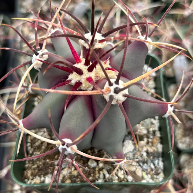 Ferocactus emoryi [large]