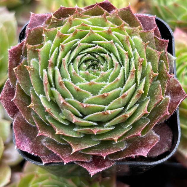 Sempervivum Pacific Hep