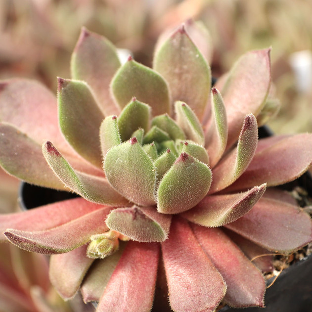 Sempervivum 'Exorna'