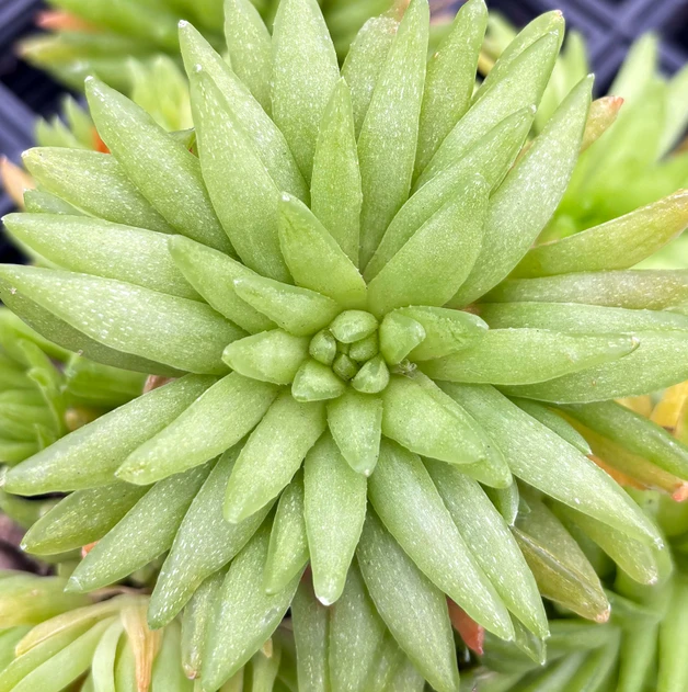 Haworthia kikuhigasa [large]