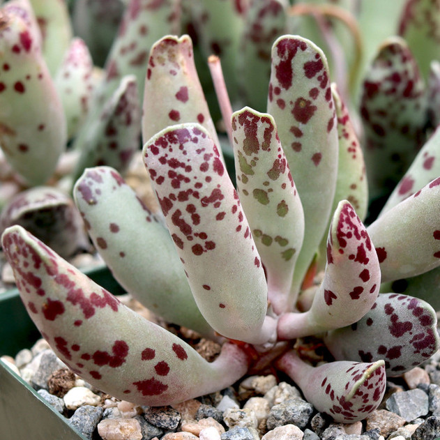 Adromischus cooperi - Plover Eggs [large] - May