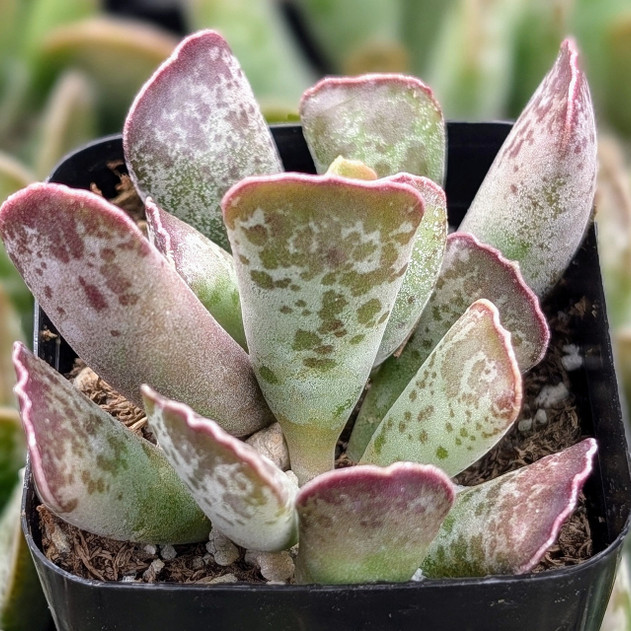 Adromischus cooperi - Plover Eggs