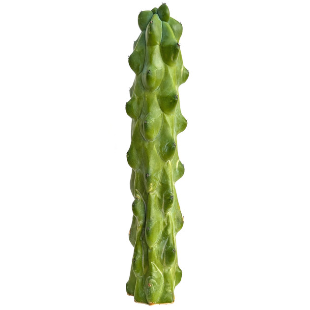 Myrtillocactus geometrizans - Boobie Cactus [extra large] [unrooted]