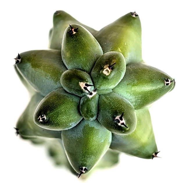 Myrtillocactus geometrizans - Boobie Cactus [extra large] [unrooted]