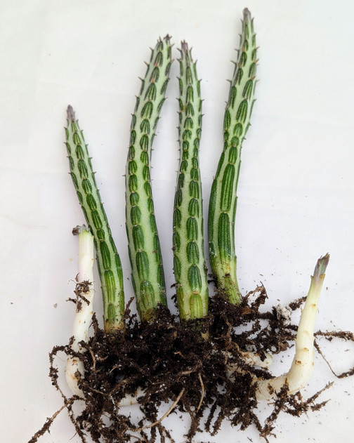 Senecio stapeliiformis - Candle Stick [bare root]