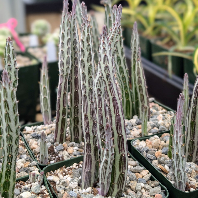 Senecio stapeliiformis - Candle Stick [bare root]