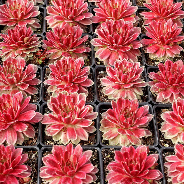 Chick Charms® Lotus Blossom™ variety