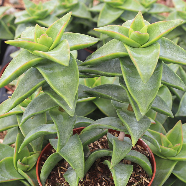 Crassula perforata Starshine