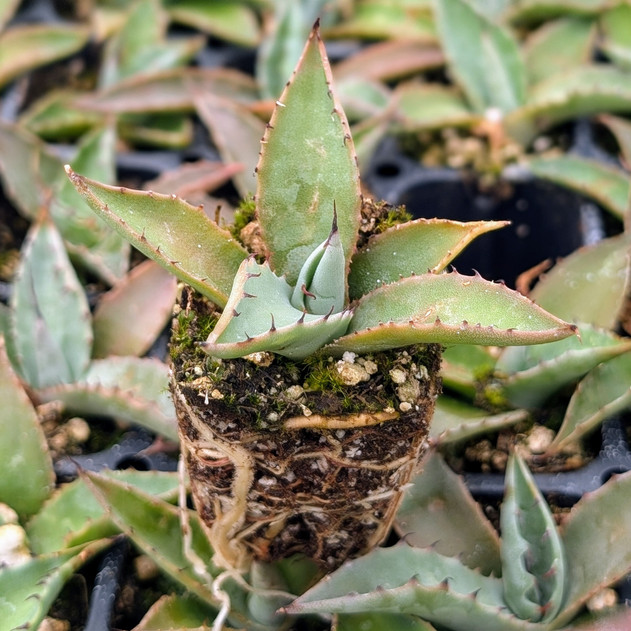 Agave parryi - Azul Monterrey [plug]