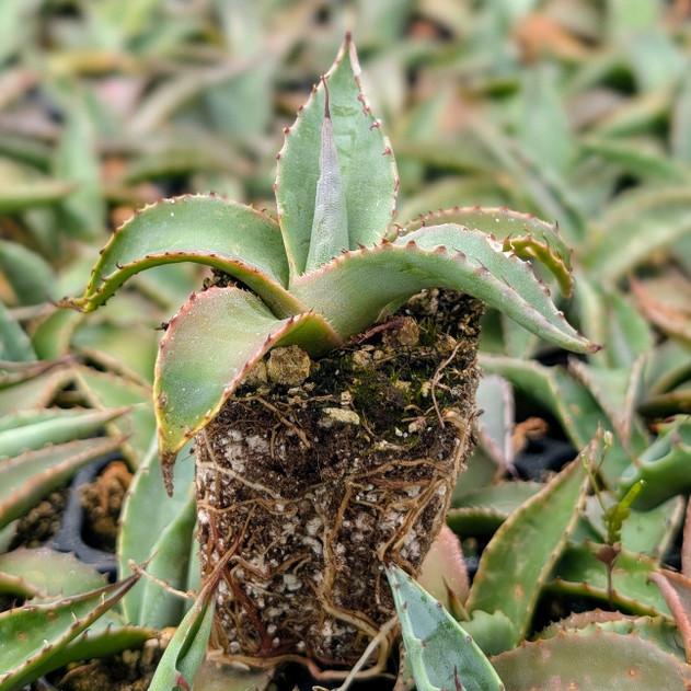 Agave havardiana [plug]