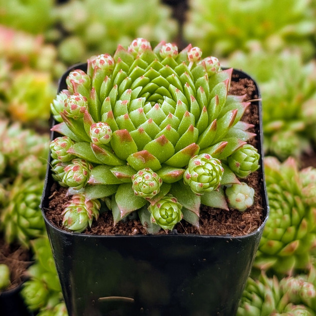 Sempervivum globiferum subsp. preissianum 