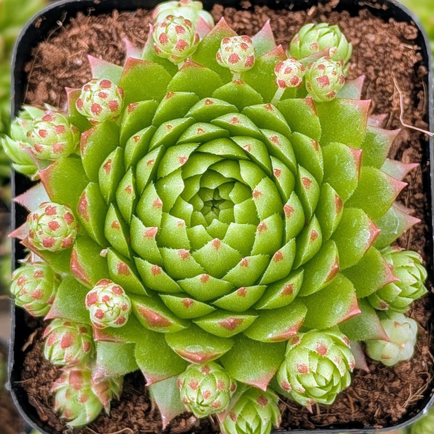Sempervivum globiferum subsp. preissianum