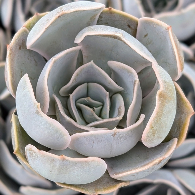 Echeveria 'Big Lilac'