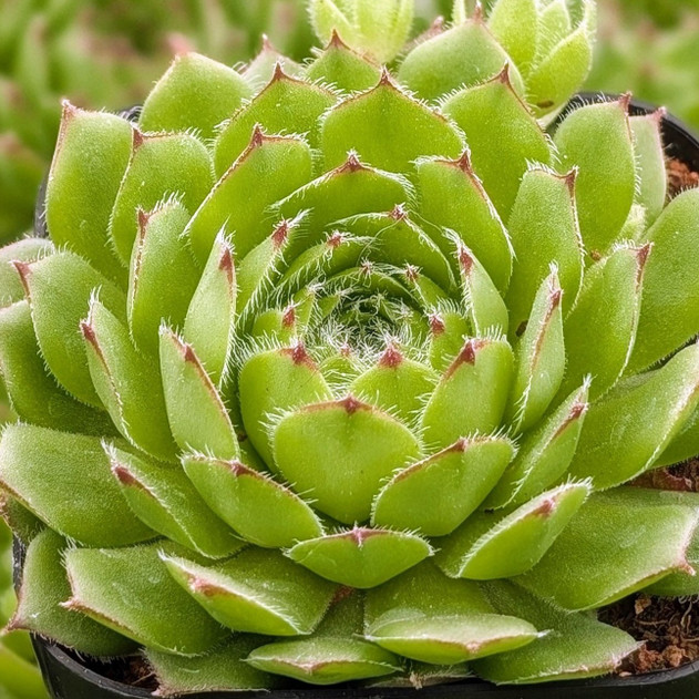 Sempervivum 'Oscularis'