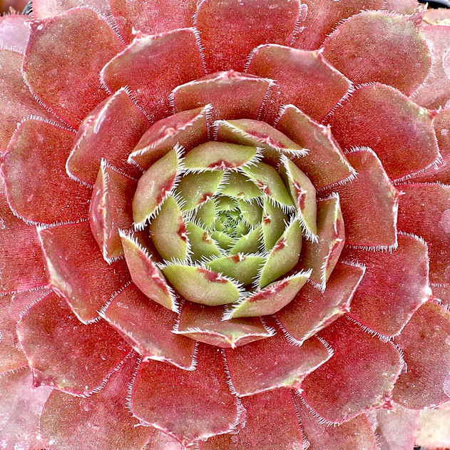 Sempervivum 'Dynamo' - May