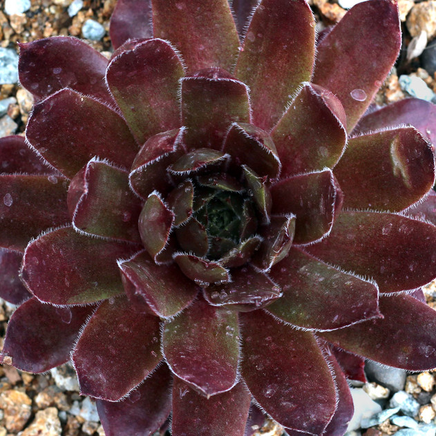 Sempervivum 'Dynamo' (Outdoors) - May