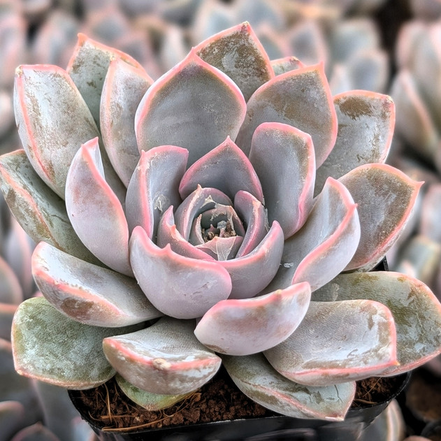 Echeveria 'Dama Rosa'