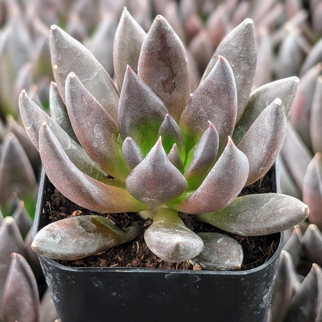 Echeveria 'New Black'