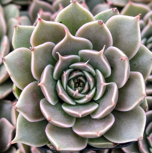 Echeveria 'Manana'