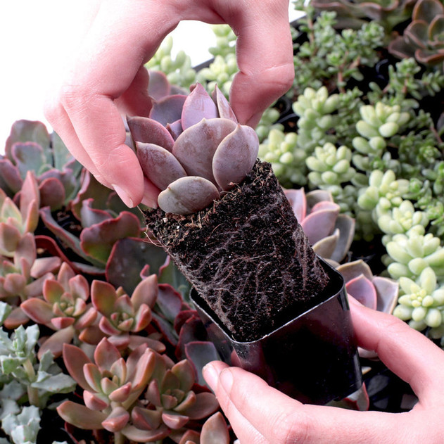 Wholesale Succulents Bulk 25-Pack (Choose Your Variety, 2" Pots)