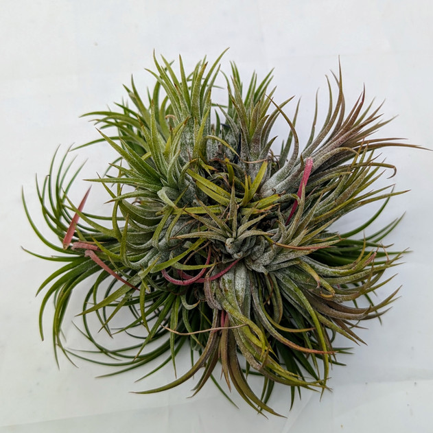 Hanging Air Plant Clump (red, enhanced)