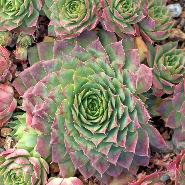 Sempervivum 'Emerald Giant' (Outdoors) - November