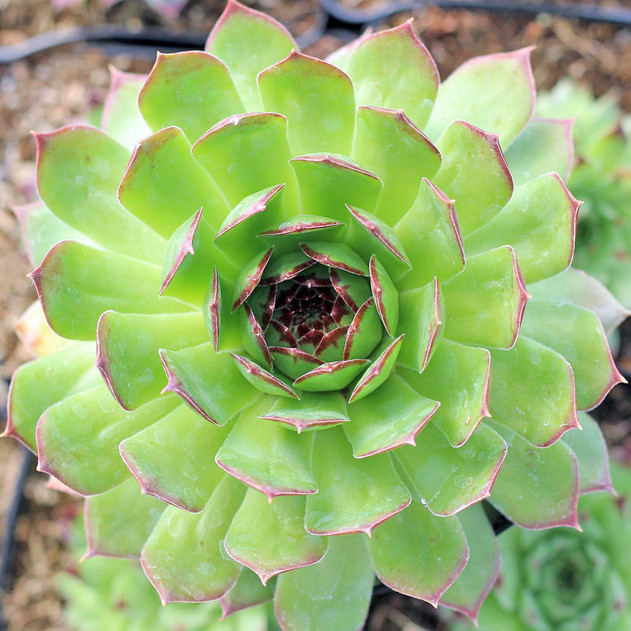 Sempervivum 'Emerald Giant' (Mature) - April