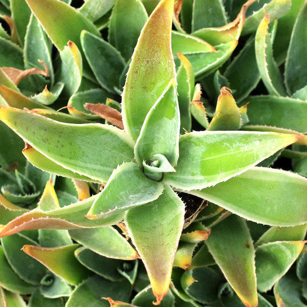 Mangave 'Navajo Princess' [plug] - September