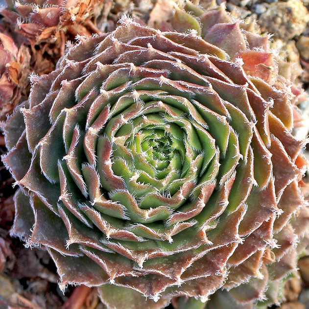Sempervivum 'Fair Lady' (Outdoors) - November