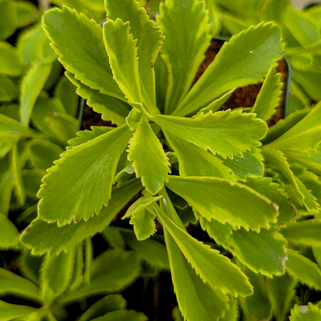 Sedum kamtschaticum 'The Edge' [large]