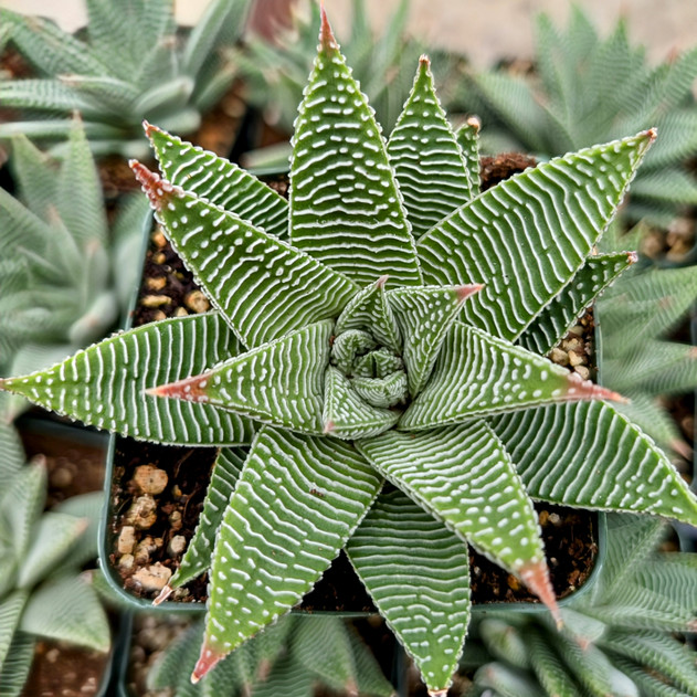 Haworthia limifolia - Spider White [large]