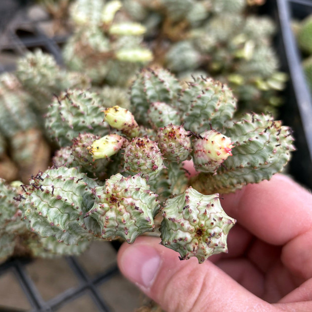 Euphorbia submammillaris variegata [bare root]