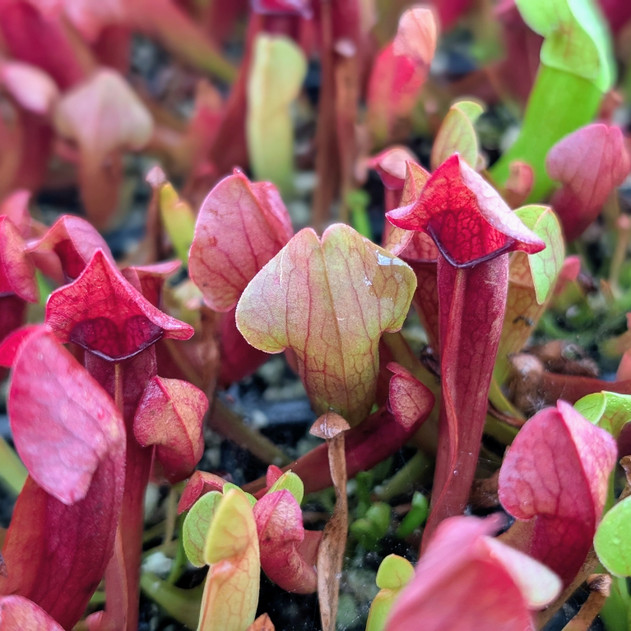 Sarracenia 'Maroon'