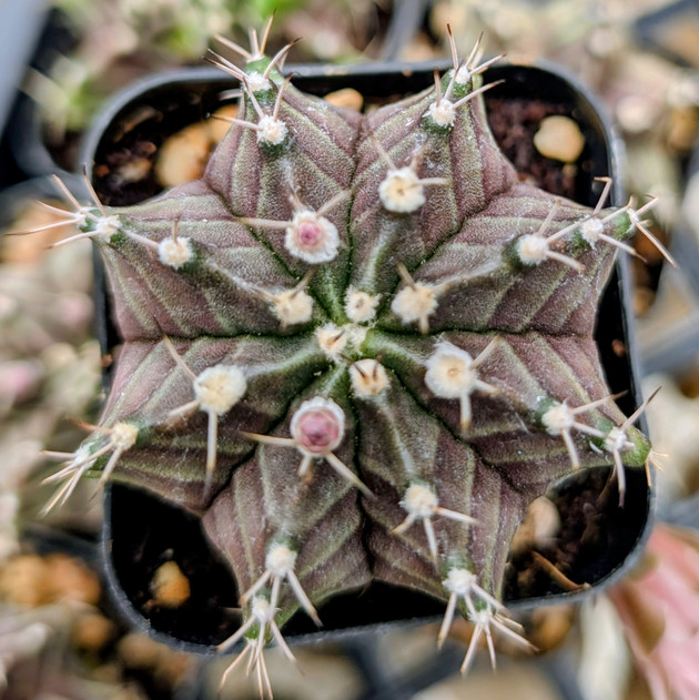 Gymnocalycium mihanovichii f. variegata 'Black Widow'
