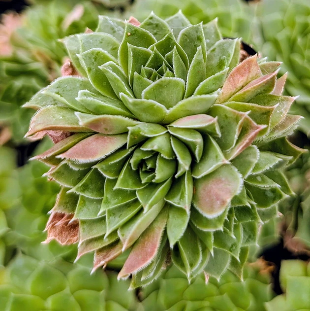 Sempervivum heuffelii 'Nobel'