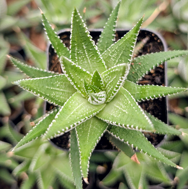 Haworthia fasciata 'Green'