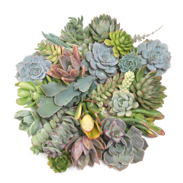 Succulent Cuttings Assorted 30-Pack