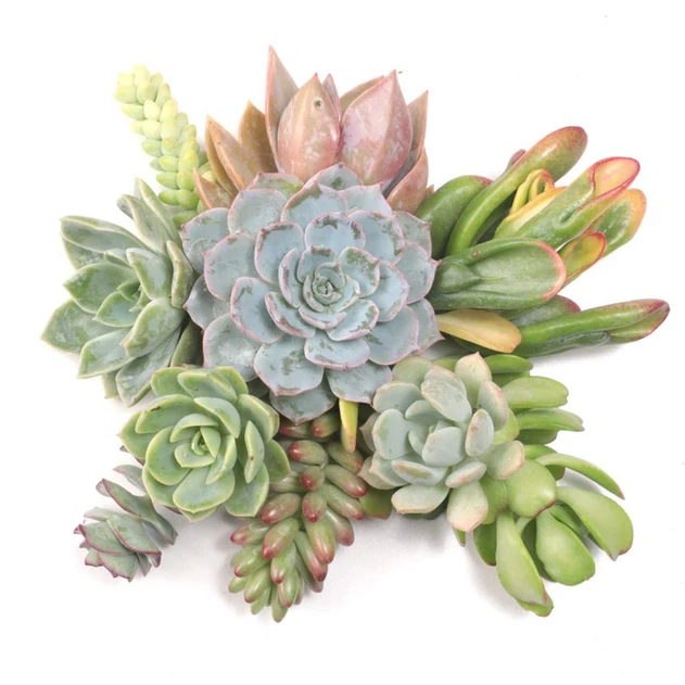 Succulent Cuttings Assorted 10-Pack