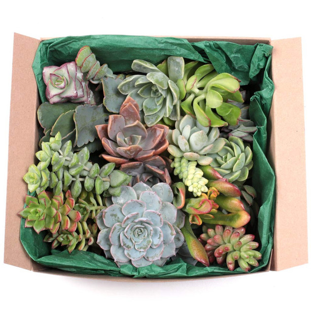 Assorted Cuttings - 30 Pack - 2.0"-3.5"