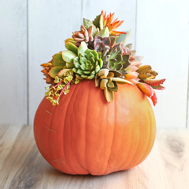 Succulent Cuttings for Pumpkins & Fall Decor Assorted Pack (10-50 Plants, 2-3")